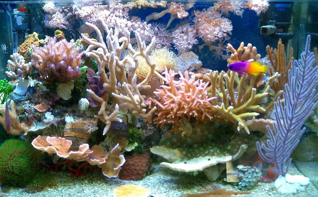 Check Out PICS Of My 10g SPS Nano - Reef Central Online Community